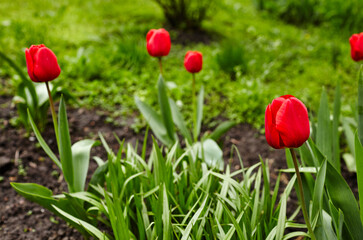 Beautiful tulip flowers blooming in a garden. Beauty tulip plant in the spring garden in rays of sunlight in nature. Blur background with bokeh image, selective focus