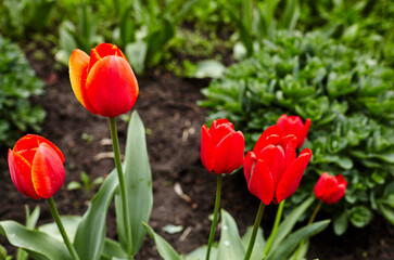 Beautiful tulip flowers blooming in a garden. Beauty tulip plant in the spring garden in rays of sunlight in nature. Blur background with bokeh image, selective focus