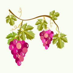 Grape berries with vine leaves,  pattern.