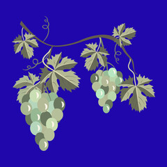 Grape berries with vine leaves, pattern.