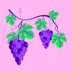 Grape berries with vine leaves, pattern.