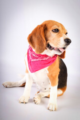 A cute beagle female with a Pinky scarf