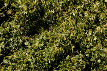 The female catkins of black poplar among the green leaves.