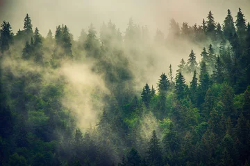 Stickers fenêtre Forêt dans le brouillard Misty mountain landscape