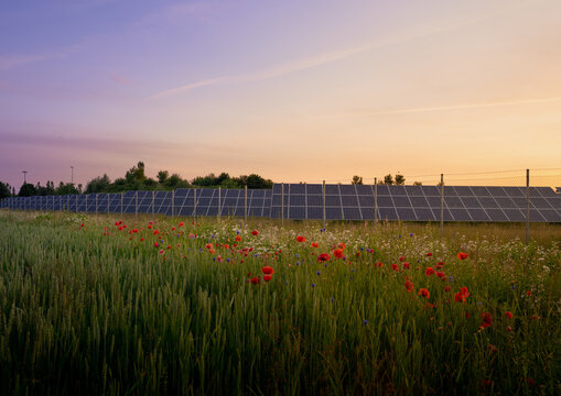 Poppys and flowers on a green grassland in front of a fenced solar panel station with many photovoltaic  facilities - beautiful sunrise sky in the morning