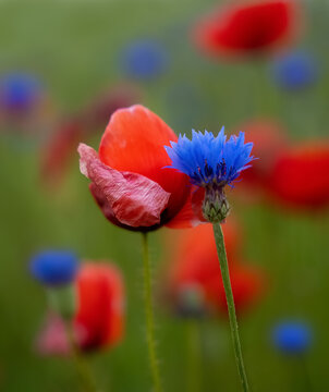 Poppy and cornflower photographed abreast as a portrait - nice bokeh with more blue and red poppy and cornflowers in the background 