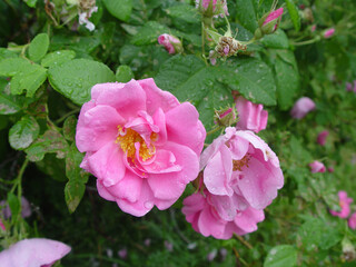 Close up of wild pink roses