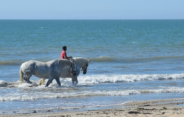 Horses walking in the sea. Atlantique. France