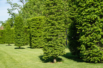 Hornbeam, common or European, trimmed in form of cylinders. Public landscape city park 