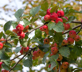 red apples