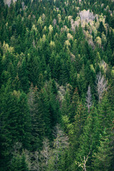 Pine forest. View from above. Vertical photo. Green background. Texture coniferous forest top view, landscape green forest.
