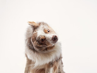 the dog shakes off. Happy Border Collie with funny muzzle. Pet on bright background