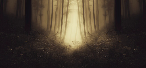 path in fantasy woods, mysterious landscape