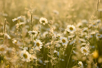 Field with flowers camomiles in the spring. The sun rising in the fog over the horizon. Beautiful...