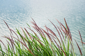 grass and water