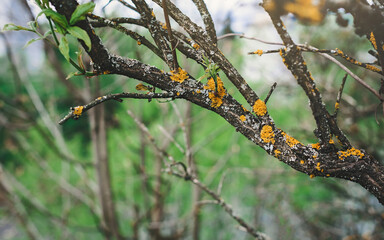 Tree branch covered with fungus. Nature background.