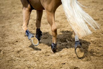 Horse Jumping, Equestrian Sports, Show Jumping themed photo.