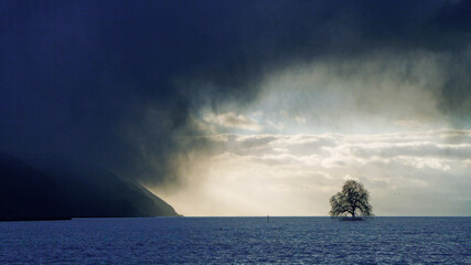 tree in the see, Lake Geneva, alps, Montreux, Sweden   © Georgios
