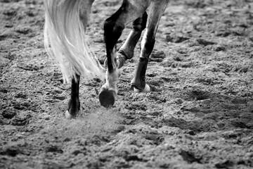 Horse Jumping, Equestrian Sports, Show Jumping themed photo.