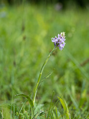 Common Spotted-Orchid