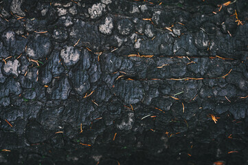 Abstract black background. Charred bark of a tree.