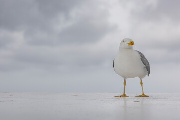 Nahaufnahme einer See Möwe