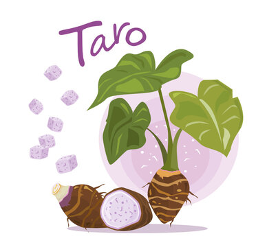 Taro plant. Taro sliced in half and square-cut isolated on white background.  Vector illustration.