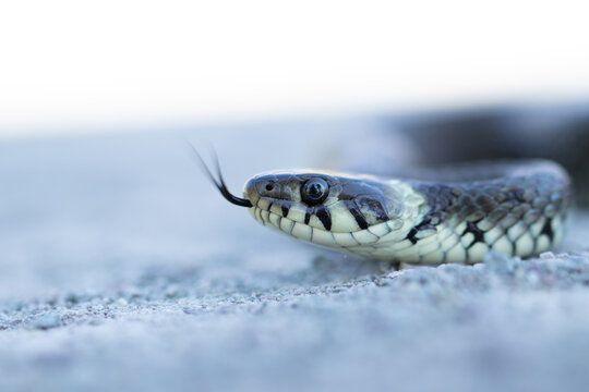 Schlange - Ringelnatter (Natrix natrix) 