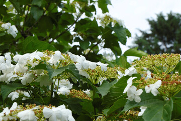 White blooming viburnum flowers with tiny budding berries in the inflorescence.