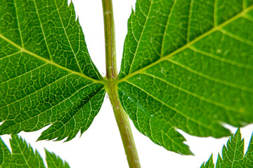 Macro of a leaf of the False Spiraea or Sorbaria Sorbifolia