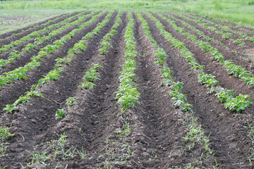 Fototapeta na wymiar A weeded potato field with rows of young bushes of planted potatoes.