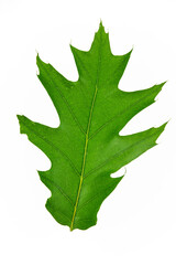 Green leaf of a Northern Red Oak tree or Quercus Rubra