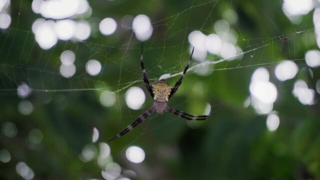 Large spider argiope appensa sits on a web in the jungle. Close-up. 4k footage