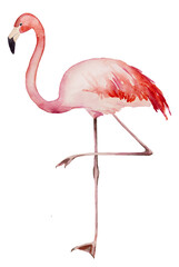 Watercolor pink flamingo isolated illustration