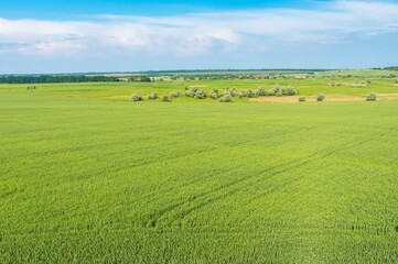Expanse of unripe Ukrainian agricultural crops field in Sursko-Mychajlivka village  near  Dnipro...