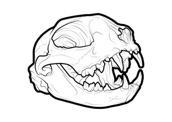Ilustracion de craneo de Gato.
Plantilla de recurso para diseñadores y tatuadores.