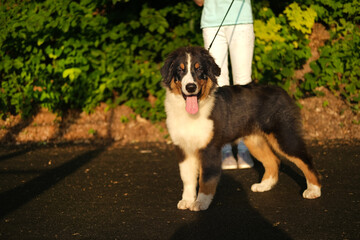  teenage girl walk australian shepherd puppy dog in summer park. Outdoor