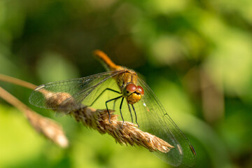 Yellow dragonfly sitting on a green branch.