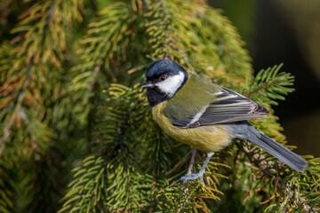 Great tit extreme closeup looking into the camera from a fir tree branch