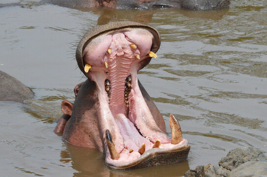 Sbadiglio di ippopotamo in Africa