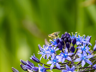 Beautiful shot of a bee on Portuguese squill (Scilla peruviana) flowers on blurred background