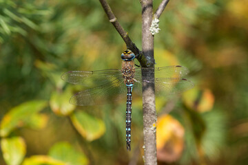 Obraz na płótnie Canvas Tiger striped Blue dragonfly hanging on a tree branch.