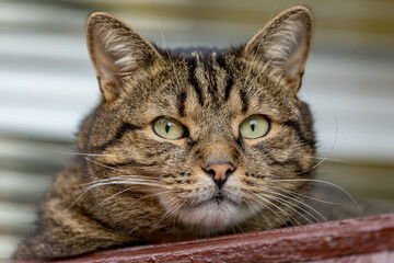 Striped cat closeup portrait looking into the camera.
