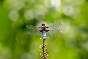 Blue dragonfly sitting on a green branch.