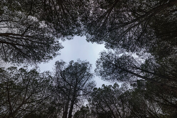 Mediterraner Wald mit symmetrisch gepflanzten Bäumen und Baumkronen