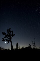 tree in the night