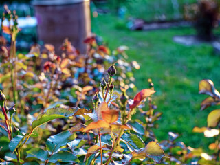 small rose flower on a branch