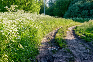Fototapeta na wymiar dirt road through a field