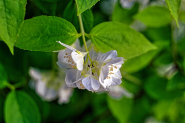 apple tree flowers on a branch in the garden