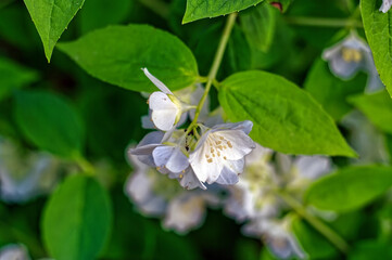 apple tree flowers on a branch in the garden